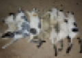Moradora denuncia morte de nove gatos por suposto envenenamento no Piauí