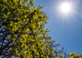 Cidade do Piauí registra maior temperatura e menor umidade do Brasil