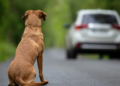 Câmara aprova suspensão da CNH de motorista que abandonar animais