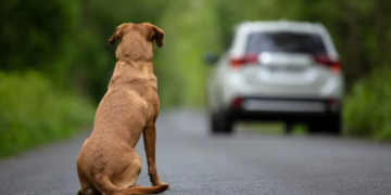 Câmara aprova suspensão da CNH de motorista que abandonar animais