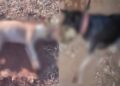 Quatro cães são encontrados mortos e moradores suspeitam de envenenamento no interior do Piauí