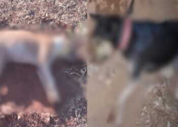 Quatro cães são encontrados mortos e moradores suspeitam de envenenamento no interior do Piauí