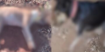 Quatro cães são encontrados mortos e moradores suspeitam de envenenamento no interior do Piauí