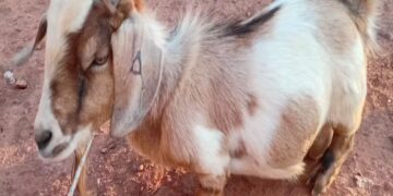 “Mini Bode” chama atenção pelo tamanho e amizade com menina de 8 anos no Sul do Piauí