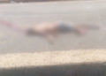 Idosa morre atropelada ao tentar atravessar a BR-316, na zona Sul de Teresina