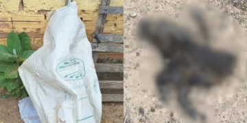 Sobrinho é baleado com espingarda durante briga com tio em José de Freitas