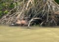 Corpo de homem é encontrado entre raízes às margens de rio no Piaui